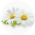 Chamomile Image