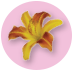 Daylily Image