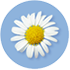 Chamomile Image