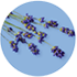 Lavender Image