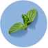 Peppermint Leaf Image
