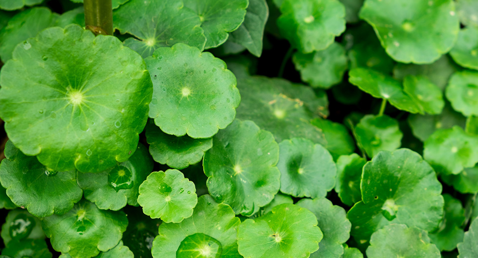 What Is Cica? The Ultimate Soothing Ingredient For Sensitive Skin Unveiled - Image