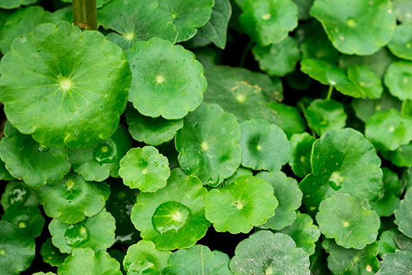 What Is Cica? The Ultimate Soothing Ingredient For Sensitive Skin Unveiled